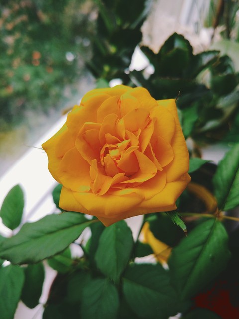 rose