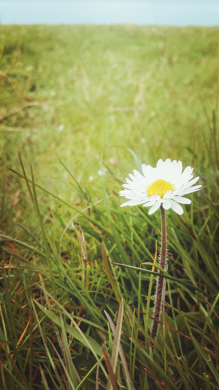 Daisies are innocent.