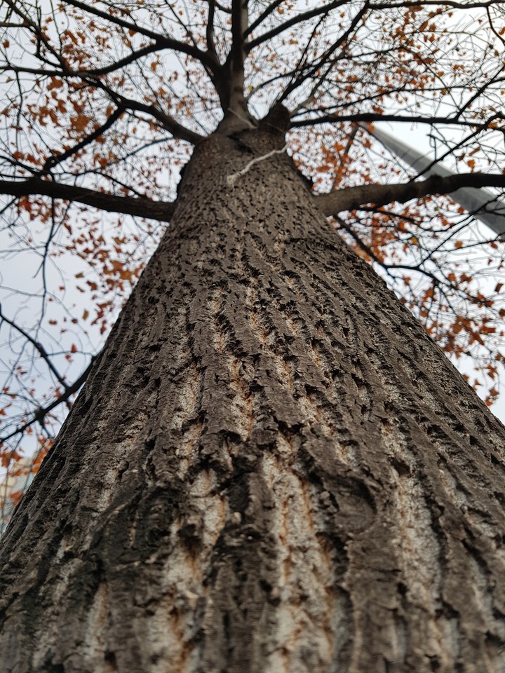 나무(tree)