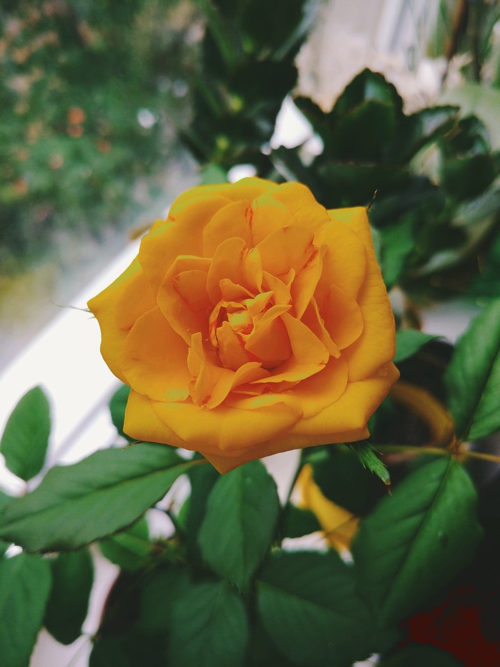 rose