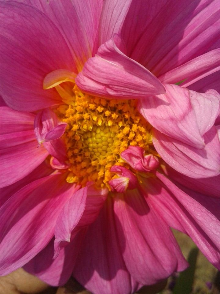 Shining Flower