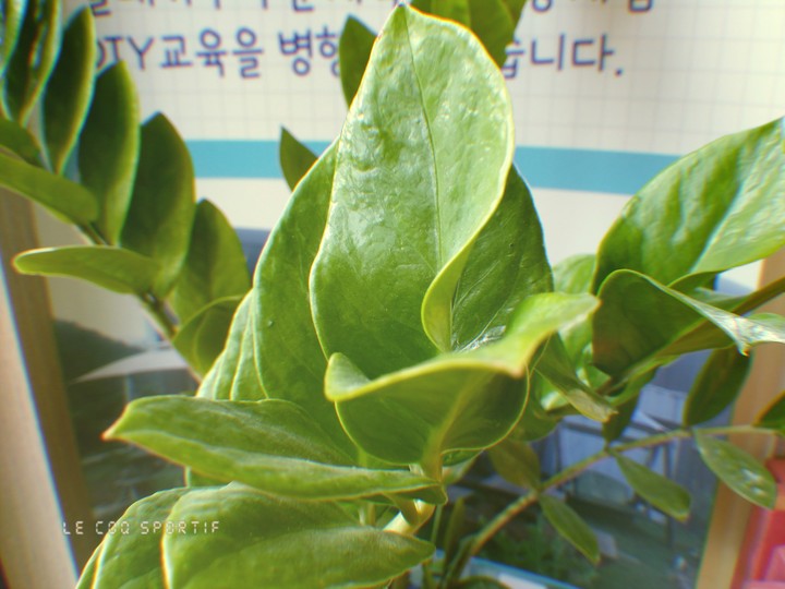 초록