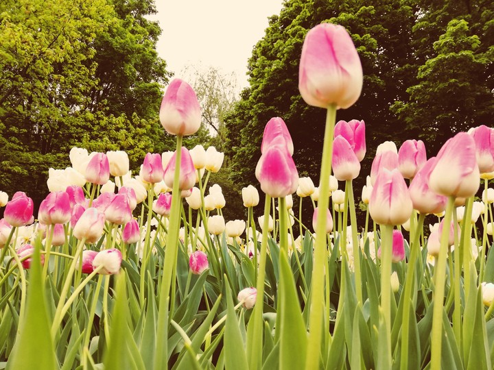 Tulips
