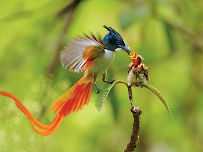 bird love
