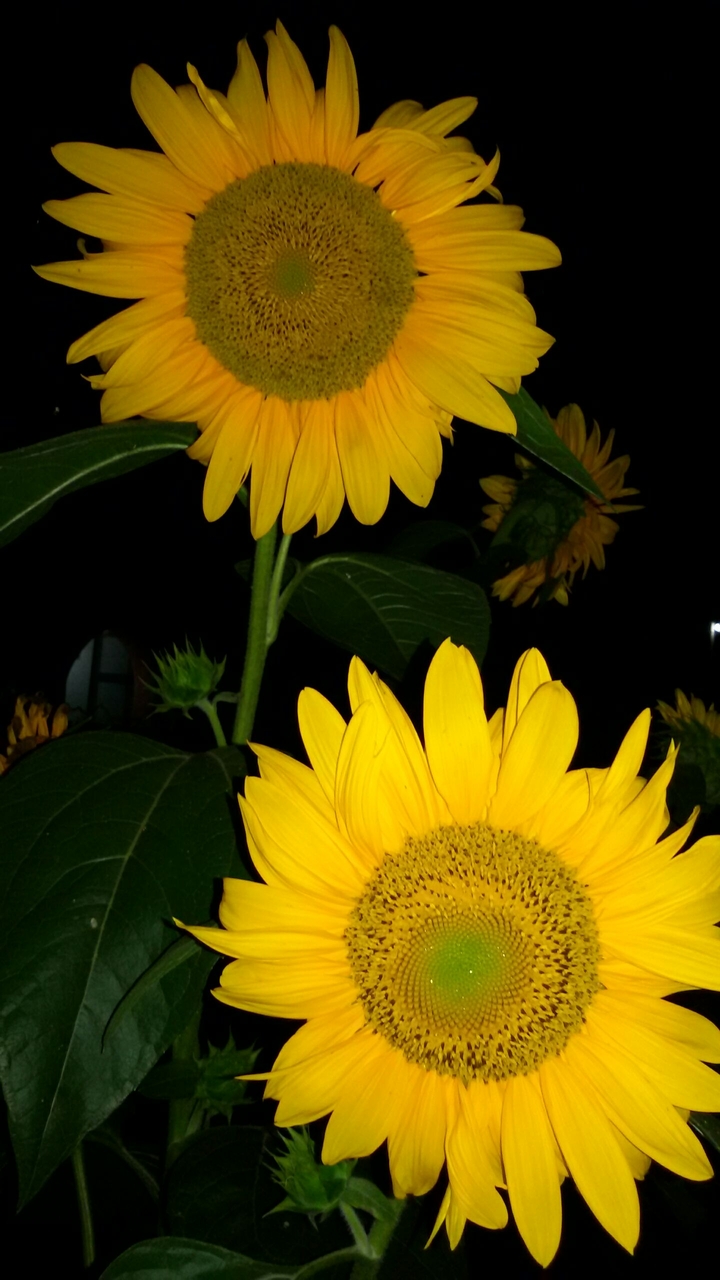 সূর্যমুখী