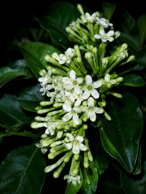 Beautiful Stock Flower (Byme)