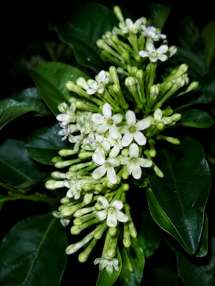 Beautiful Stock Flower (Byme)