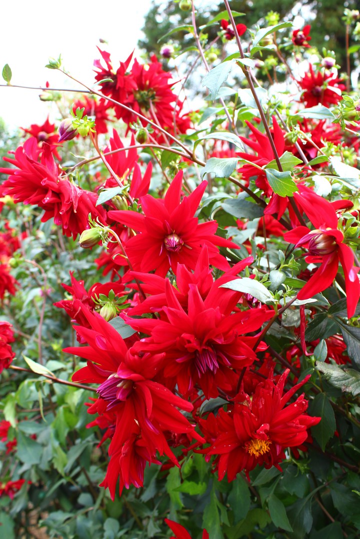 Dahlia