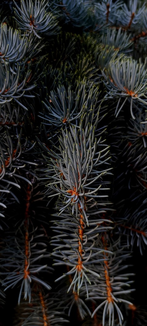 ταπετσαρίες arecales, plant
