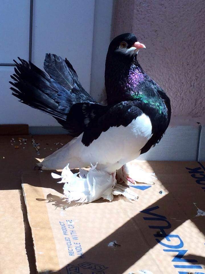 pigeons amazing