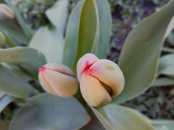 green tulip