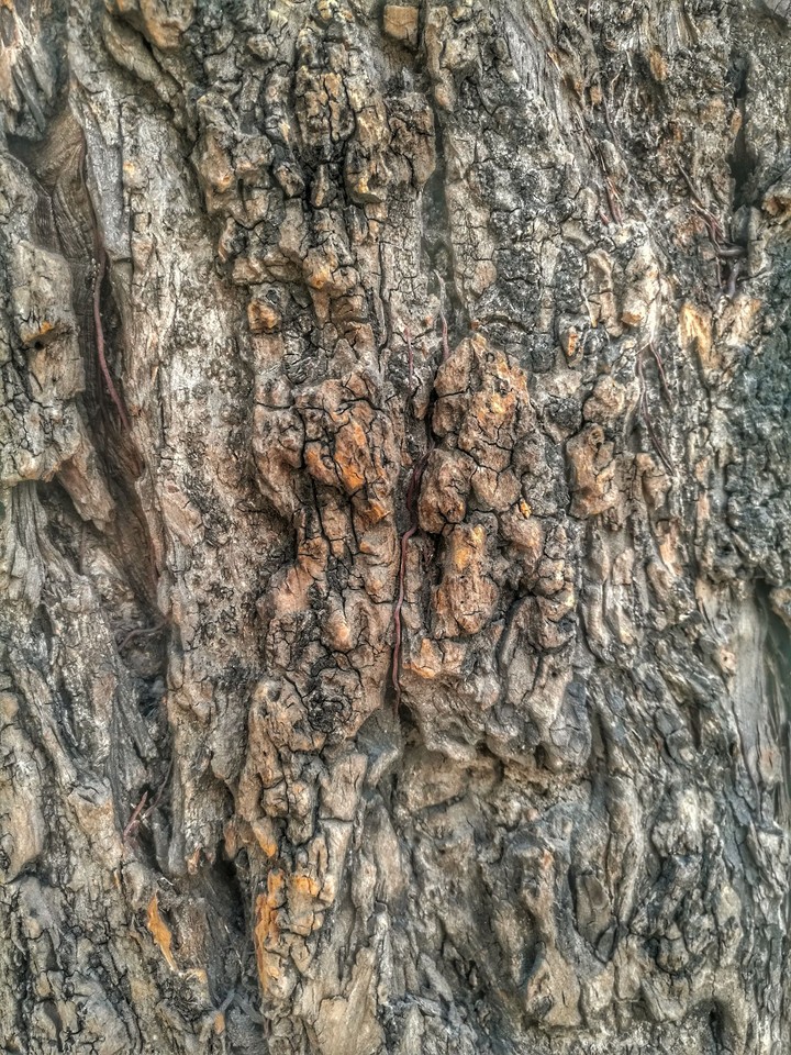 Tree texture