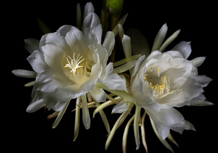 Night Queen Flower
