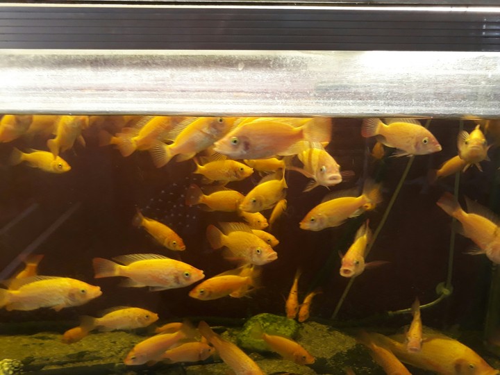 gold fish
