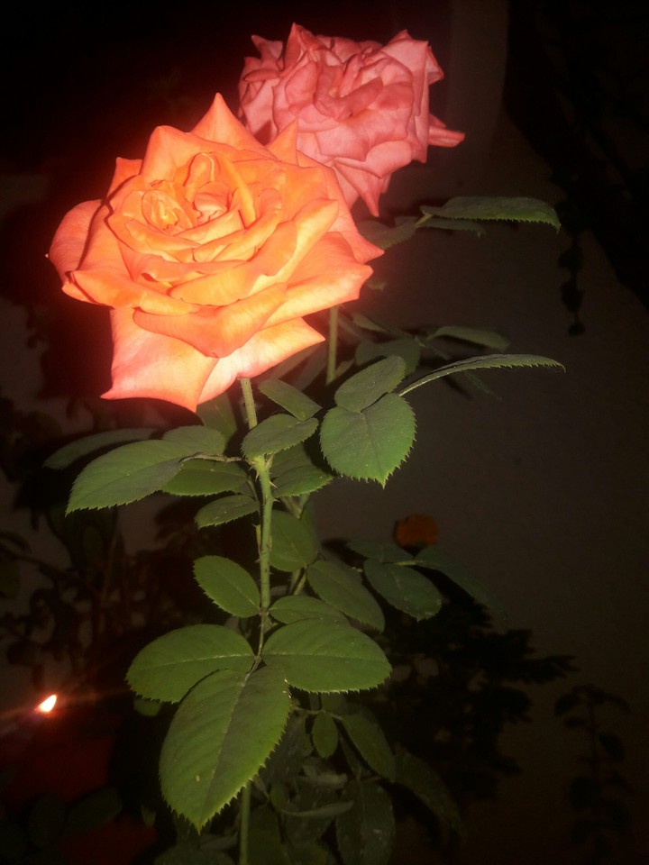 flowers