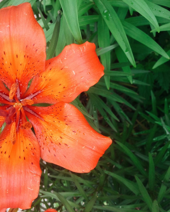 Lily