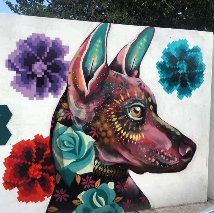 xolo