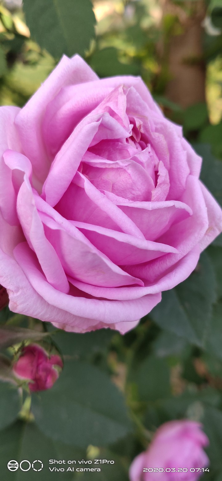 pink flower