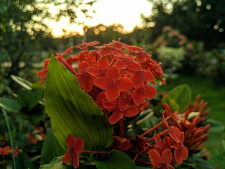 flowers in sunset