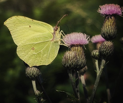 fonds d'écran insect, petal