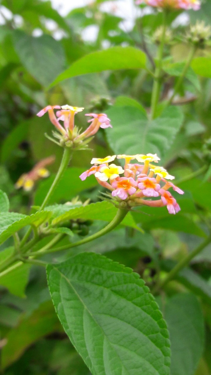 flowers_4414