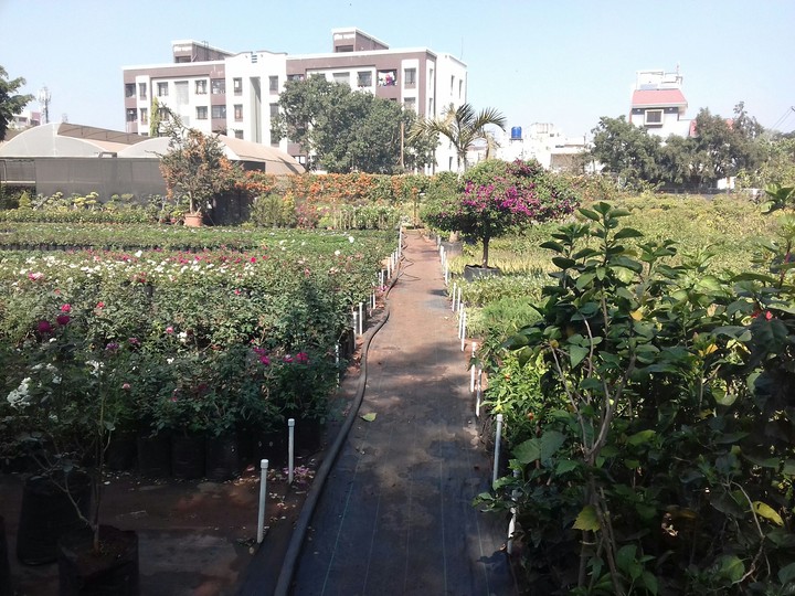 botanical garden