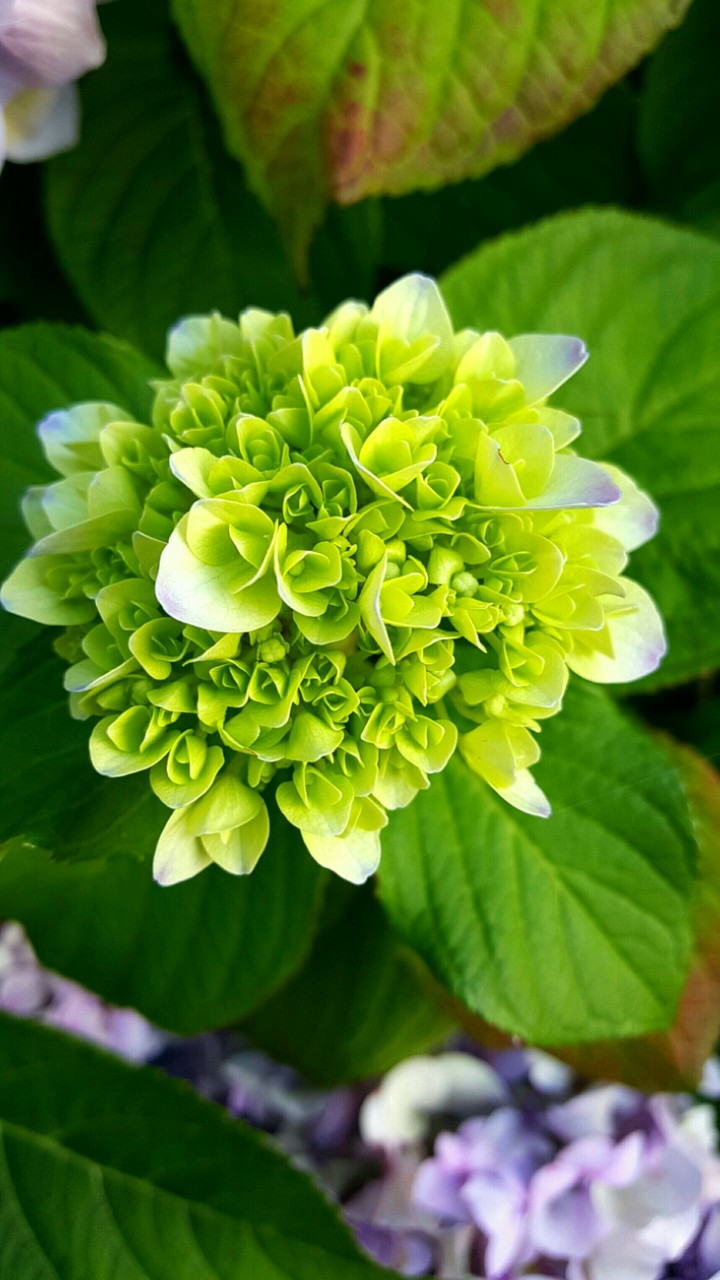 Green flower