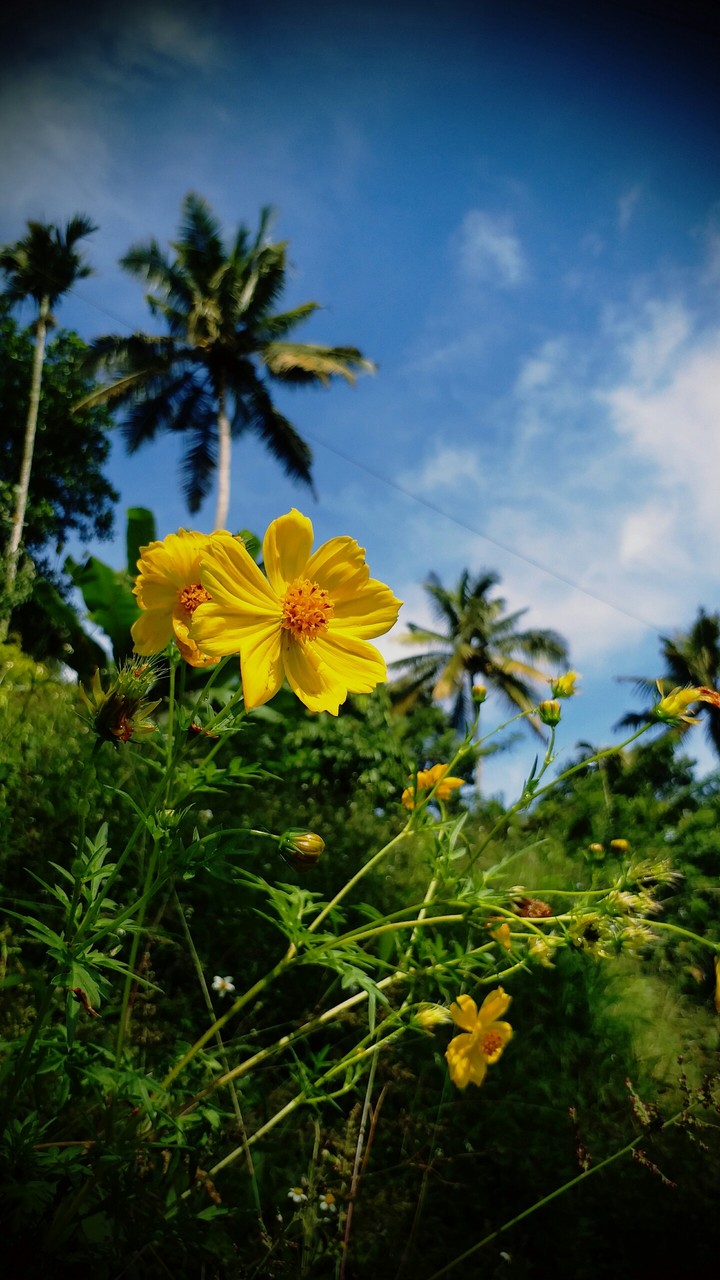 flower....