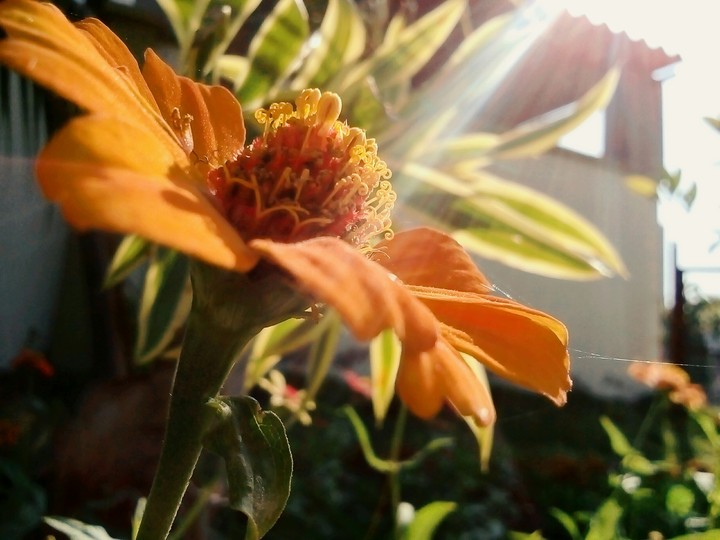 Flower❤