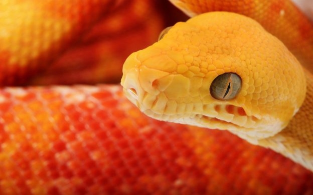 snake