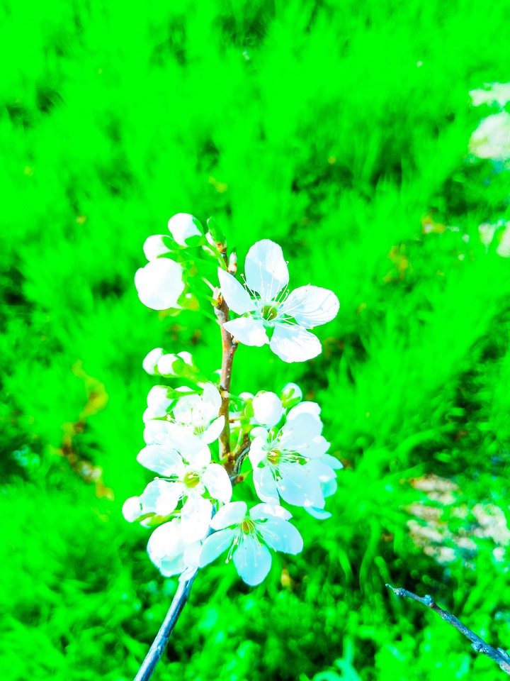 flower
