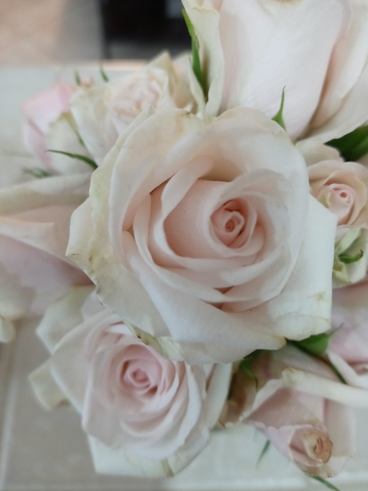 Delicate pink roses