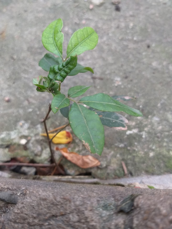 một mình vẫn tốt ?