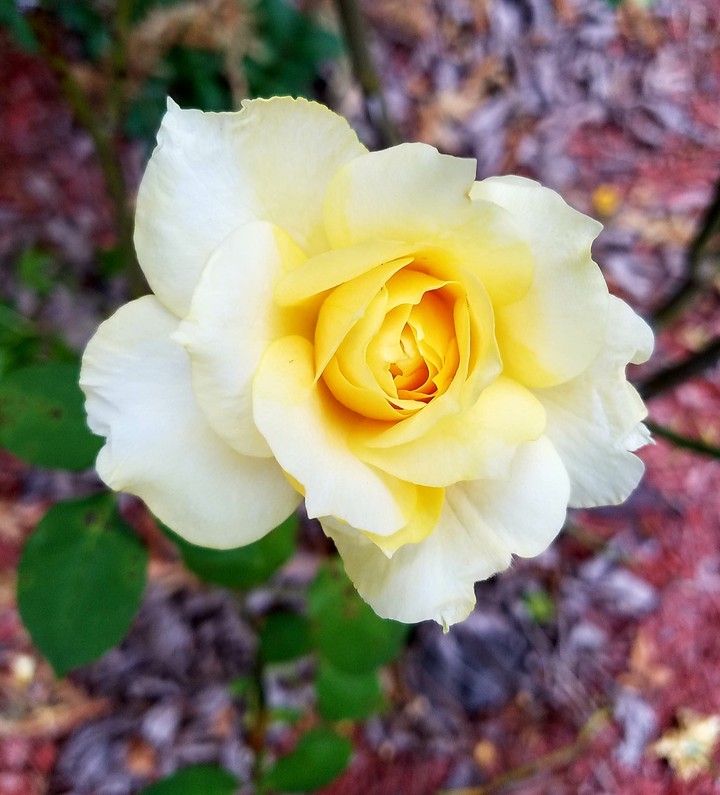 Diamonds are Forever Rose