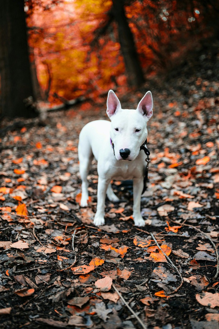 dog