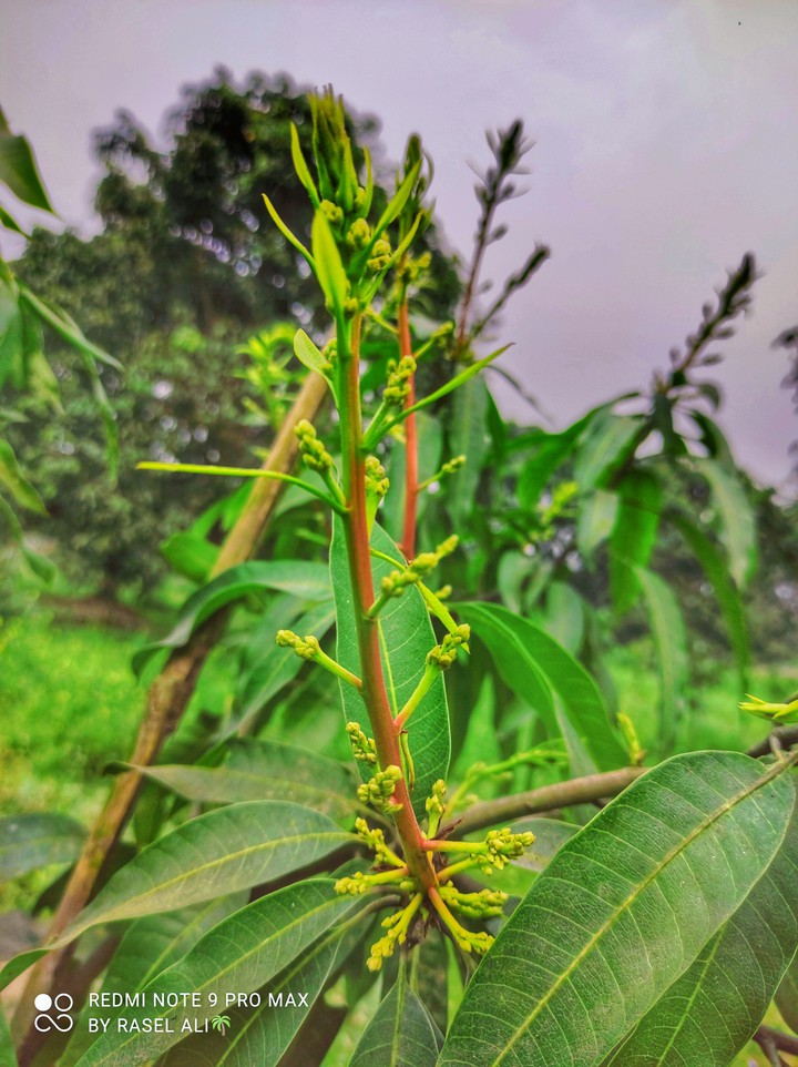 Mango Flower