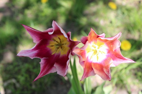 Flowers