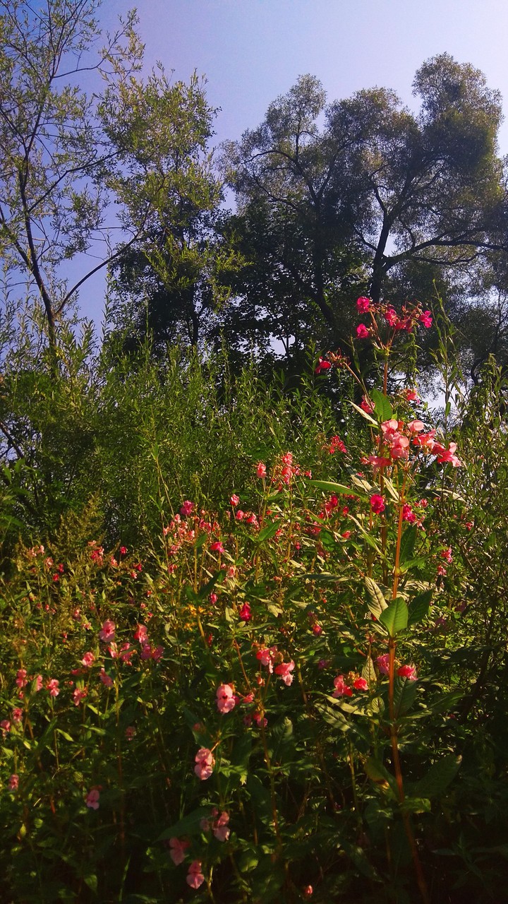 Nature