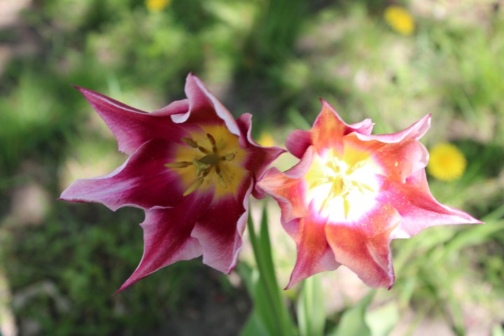 Flowers