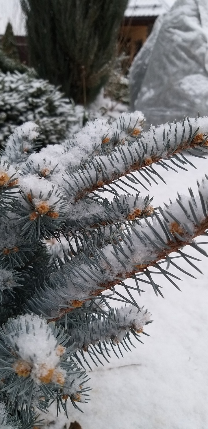 blue spruce