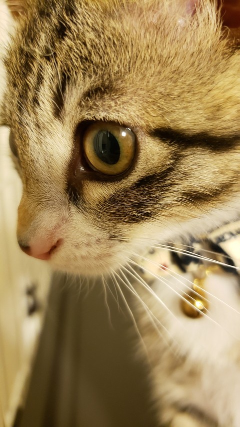 ねこ