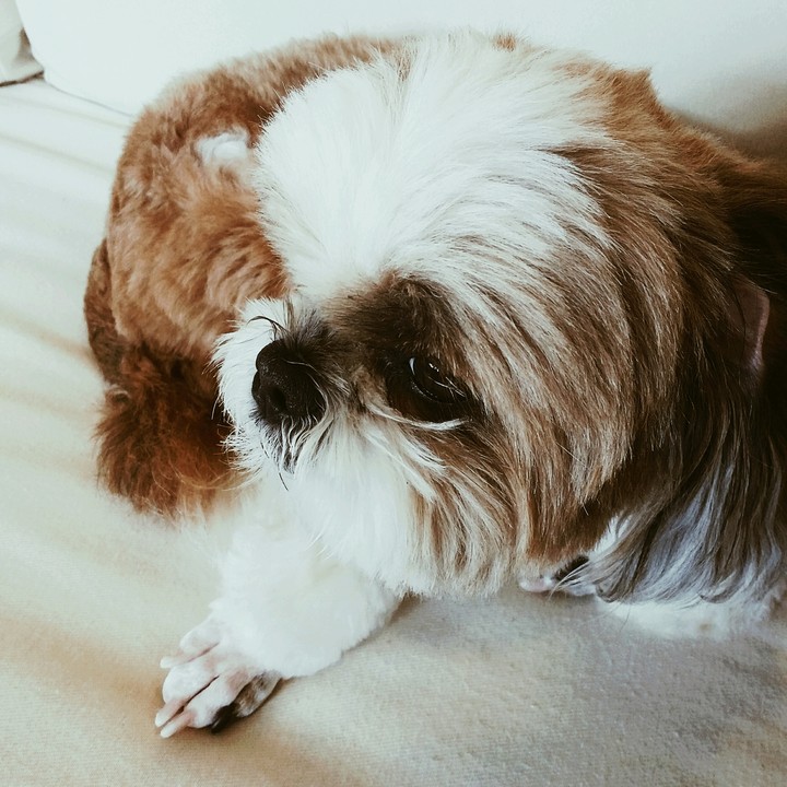 dog