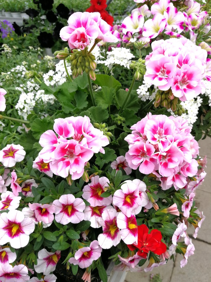 Garten Blumen