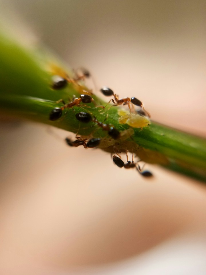ants