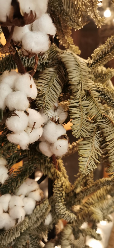 Forest cotton