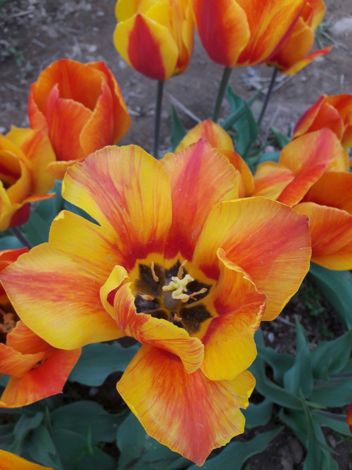 tulipano