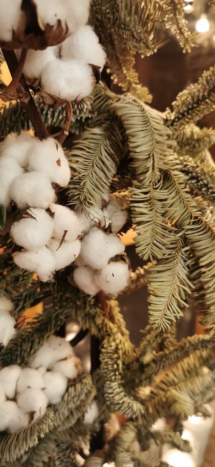 Forest cotton