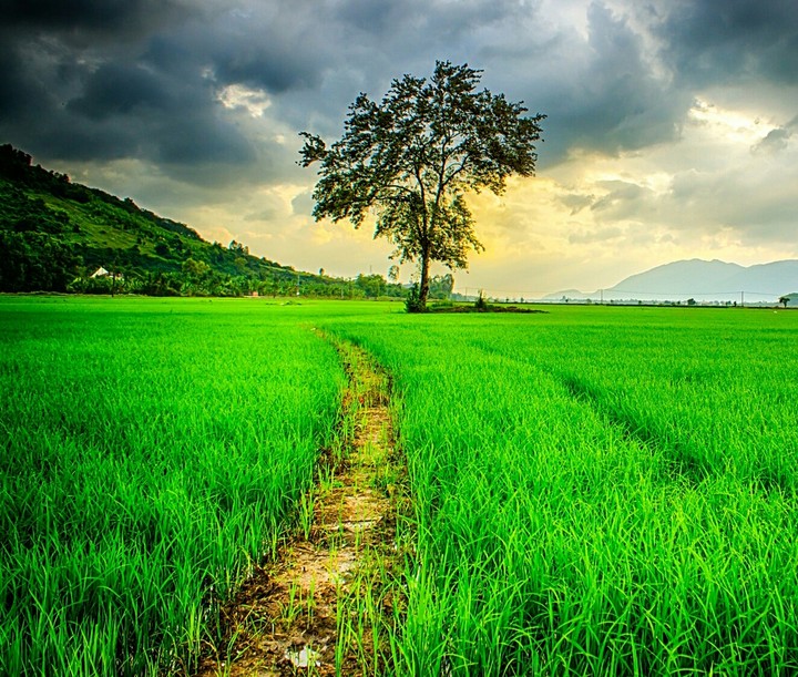 beautiful farm