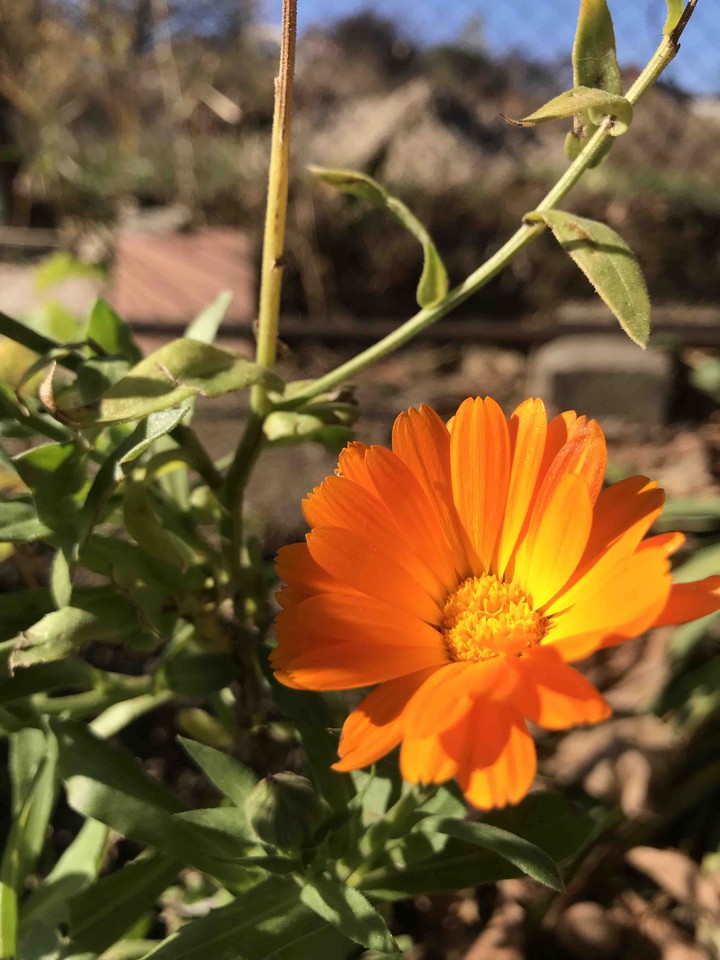 flower