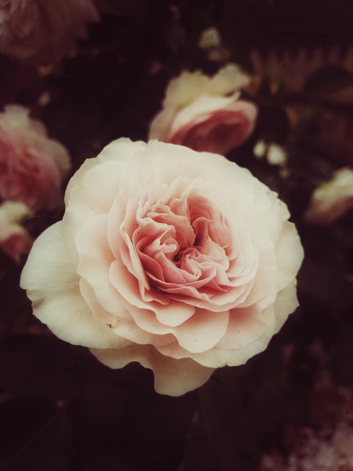 fleurs